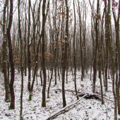 Žrďkovina dúbravy