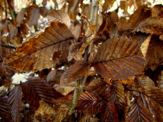 Carpinus betulus - Hrab obyčajný