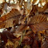 Carpinus betulus - Hrab obyčajný