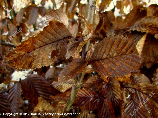 Carpinus betulus - Hrab obyčajný