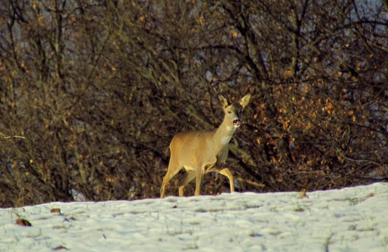Zdá sa, že je to chutné