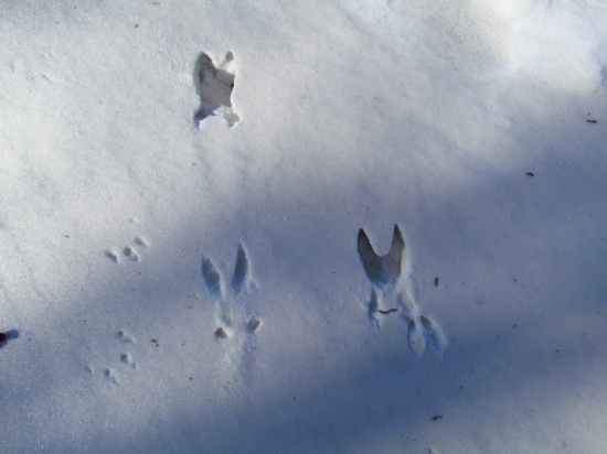 Srnčia v rýchlom behu