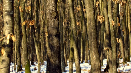 Spoločenstvo stromov