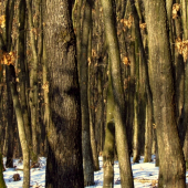 Spoločenstvo stromov