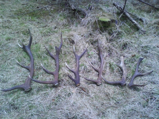 Dneskajsia prechadzka