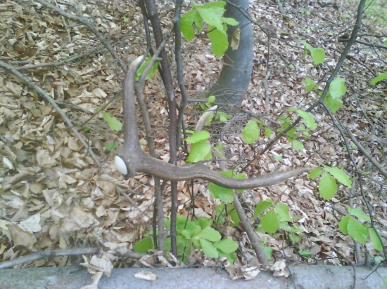 Tak bol zaveseny na strome