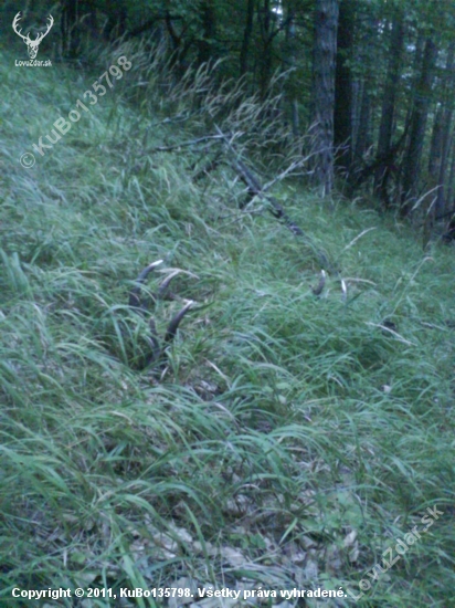 Zabudnute