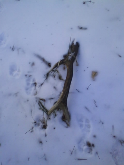 Na líščich stopach