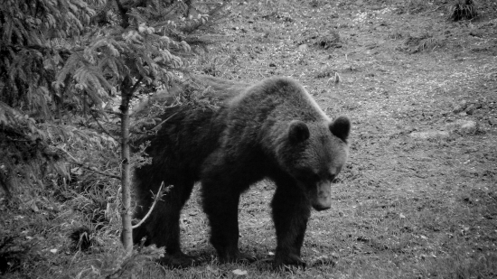 Macko