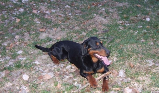 Jogy (Miki z Mičinského hája)