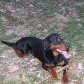 Jogy (Miki z Mičinského hája)