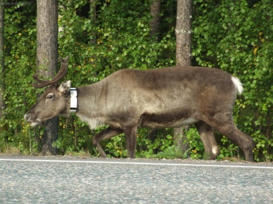 Takto nám pózovali soby vo Fínsku