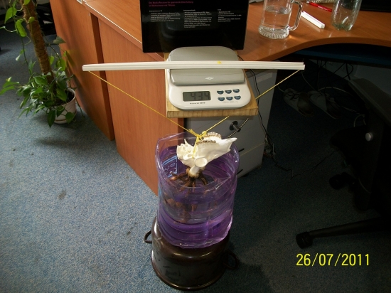 Ako sme v kancli vážili srčiu trofej II.