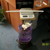 Ako sme v kancli vážili srčiu trofej II.