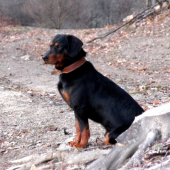 Jogi pózuje