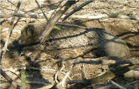 Vlaňajší prírastok v obore