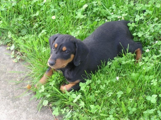 Jogy - ked bol ešte šteňa