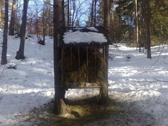 Kontrola krmelca, tento je pravidelne navštevovaný