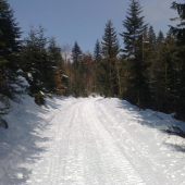 Včerajšia vychádzka do revíru