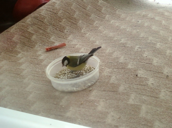 Sýkorovská mňamka :)