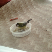 Sýkorovská mňamka :)