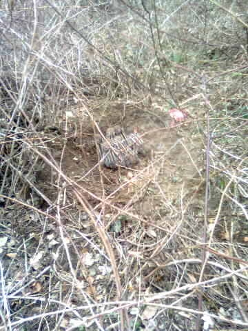 Dňové prasiatká ;)