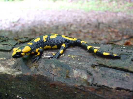 Salamandra škvrnitá