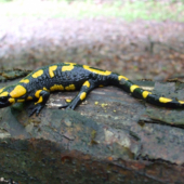 Salamandra škvrnitá