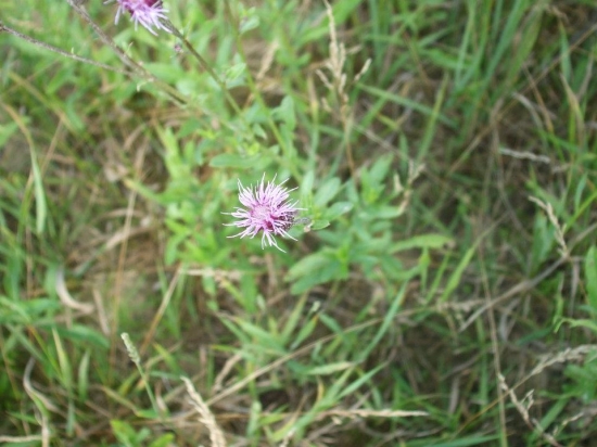 Kvitnúci pichliač