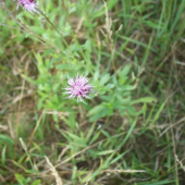 Kvitnúci pichliač