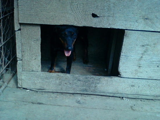 Najlepšia pomocníčka