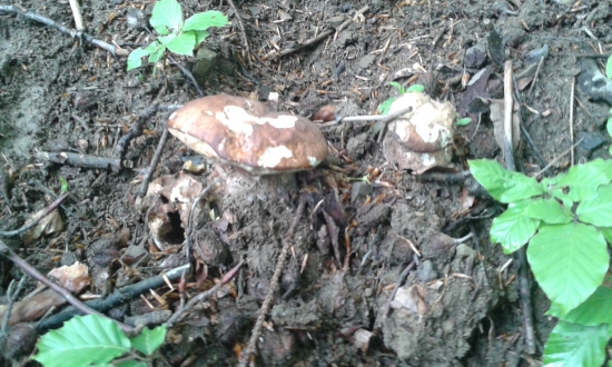 Prvé tohoročné dubáčiky