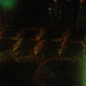 polovacka24 diviakov a 1 liska