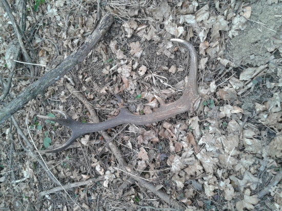 12 toracik 2/2015   (1800g)