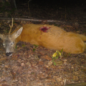 srnček jednorožec :)