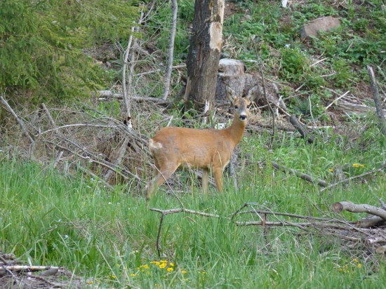 Podvečer