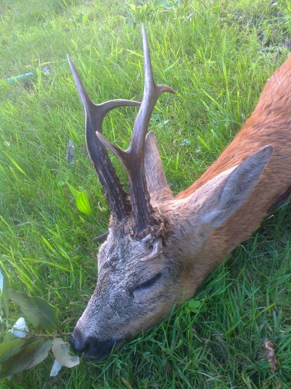 v říji