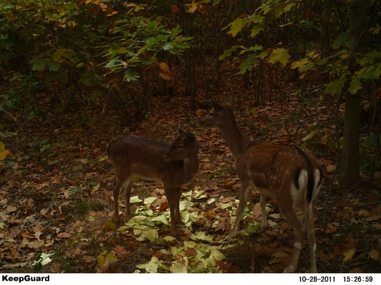 co to na nas bliklo miško?