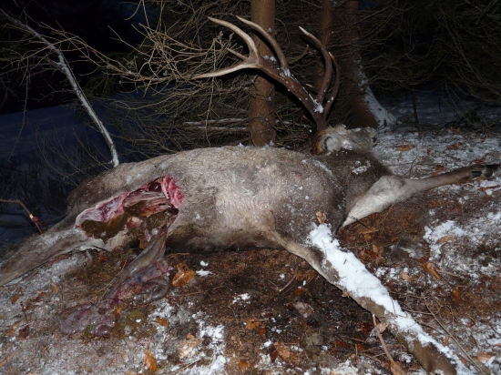 Moj dnesny uhyn, strhnuty od vlkov