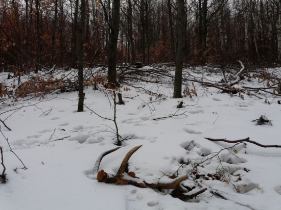 Vyorali mi ho diviaky