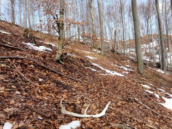 Trpezlivý čakateľ