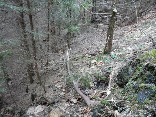 V hustej smrečine II.