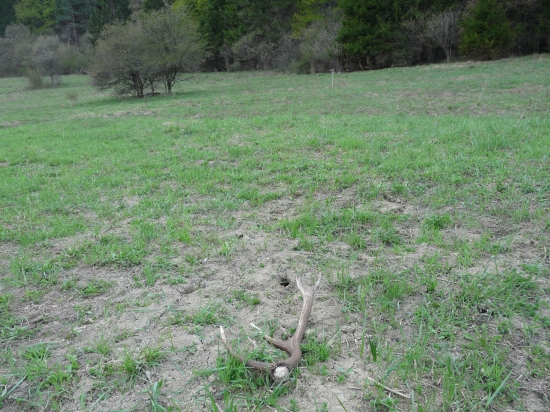 Myši začali zhadzovať..!