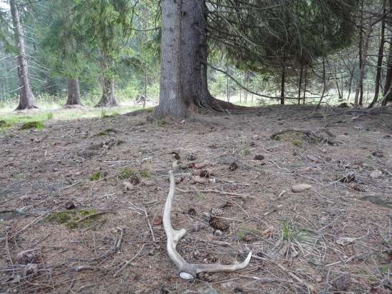 Pod košatým smrekom