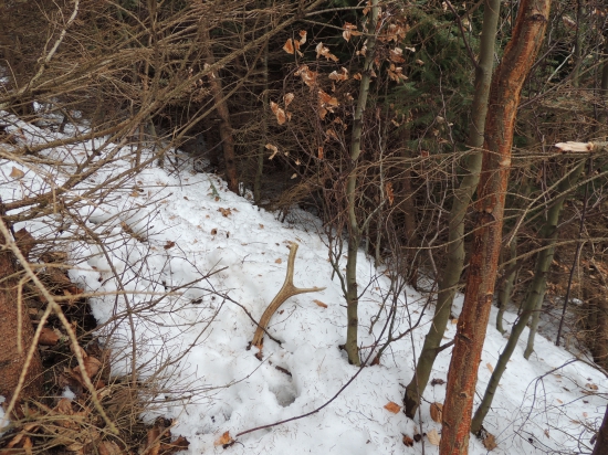 Na diviačom chodníku