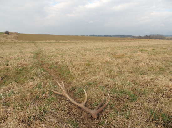 Na vyšliapanej prti