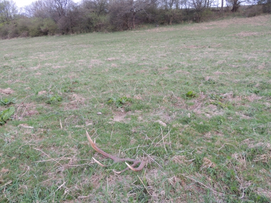 Mocný mladík, druhé parožie