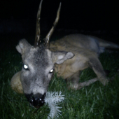 Kamaratov srnec z odstrelenym uchom :)