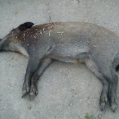 Krstneho lanstiak z repky