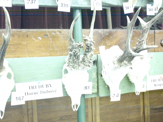 Zo susedskeho reviru,chovatelska